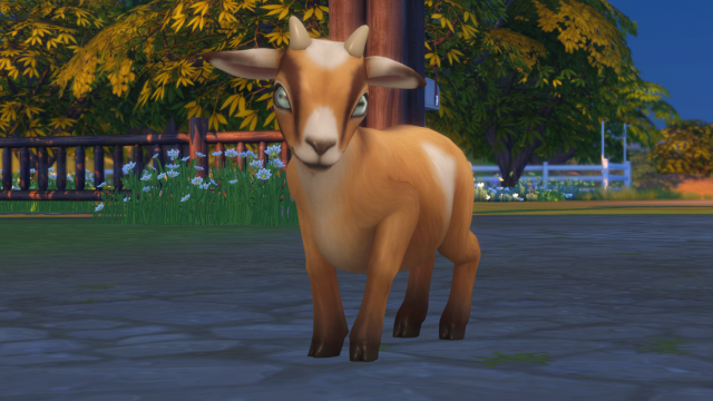 How to get goats and sheep in The Sims 4 Horse Ranch Expansion - Dot Esports