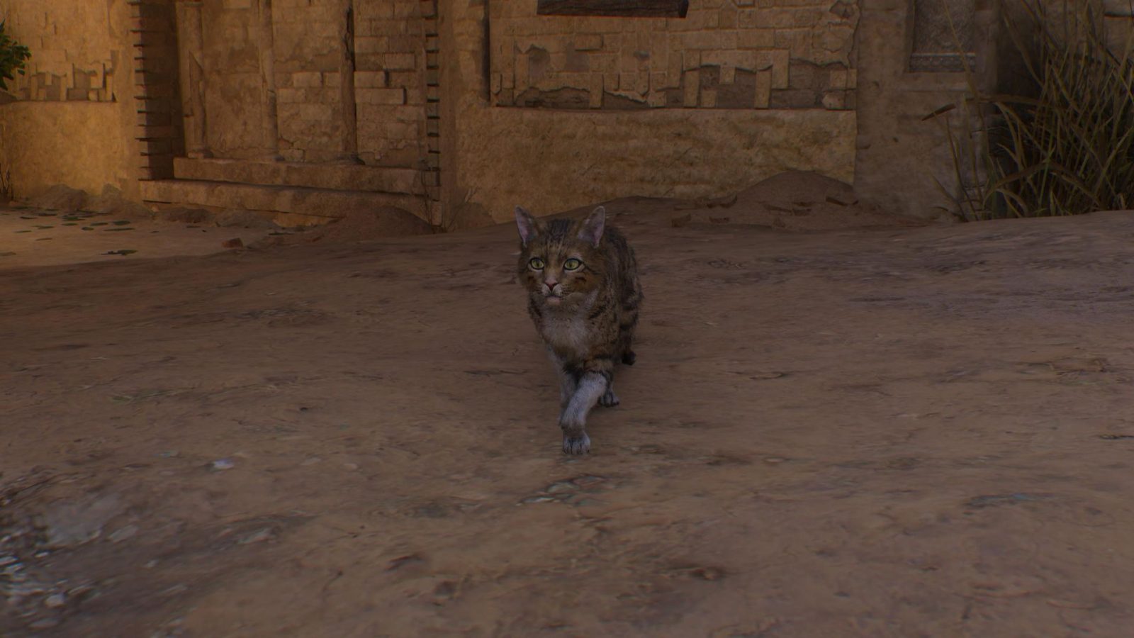 Assassin's Creed Mirage Features a Cat With an Assassin's Creed