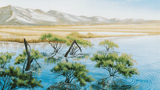 A plain, covered in water, with several treetops poking out of the water, as well as yellow grasses