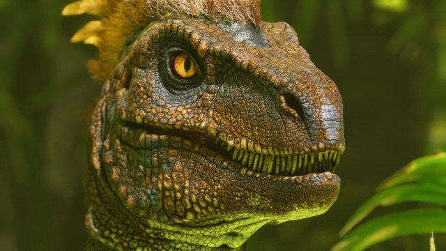 A close-up shot of a Velociraptor in Ark: Survival Ascended.
