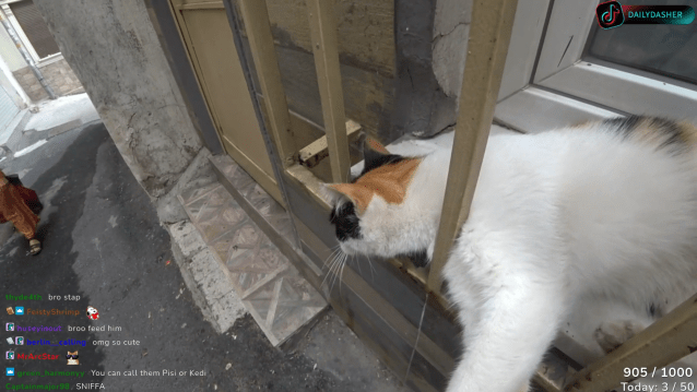 DailyDasher tries to pet a cat in the street and it ends badly.