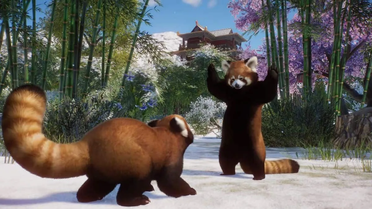 Image of two Red Pandas in Planet Zoo, one is standing in front of the other with arms up in the air held like its surrendering. There are bamboo stems behind the Red Panda's and a bright blue sky.