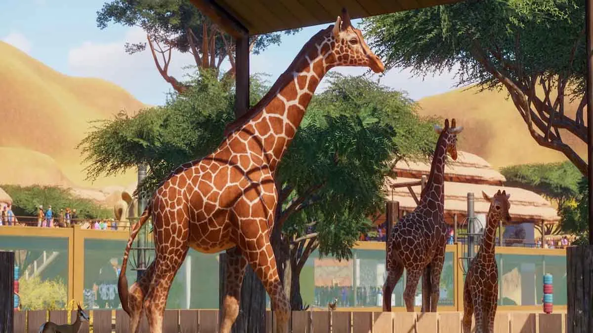Giraffes roaming outside in Planet Zoo