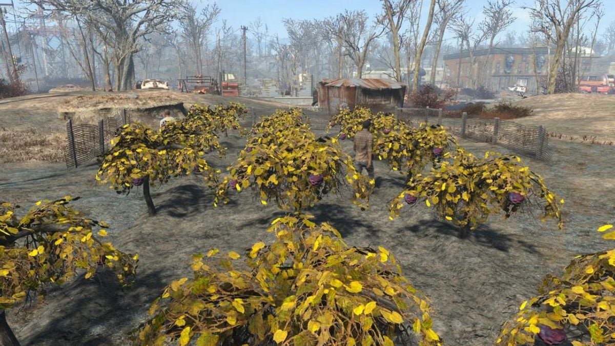 Image of Mutfruit trees in fallout 76