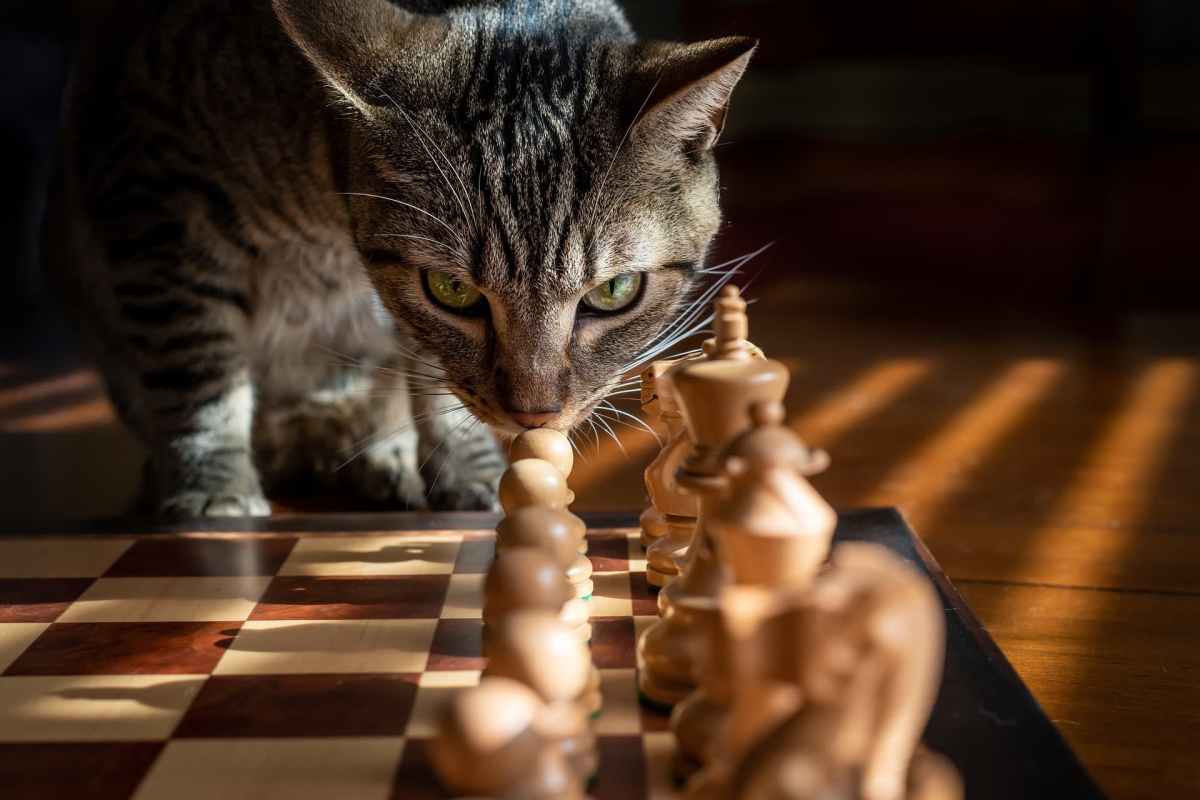 A cat playing with chess pieces