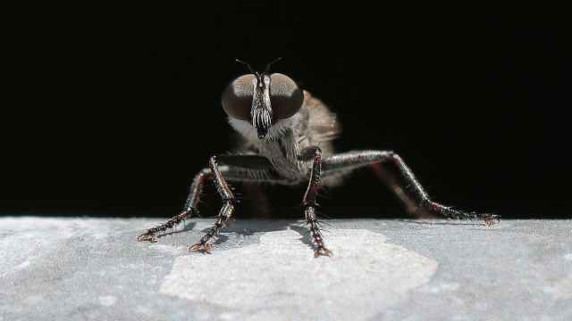 Close-up image of a fly.