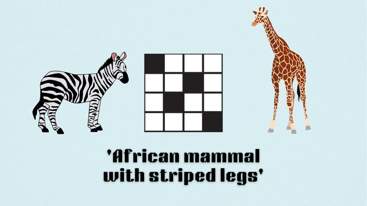 Picture showing the African mammal with striped legs clue cover in NYT Mini Crossword.