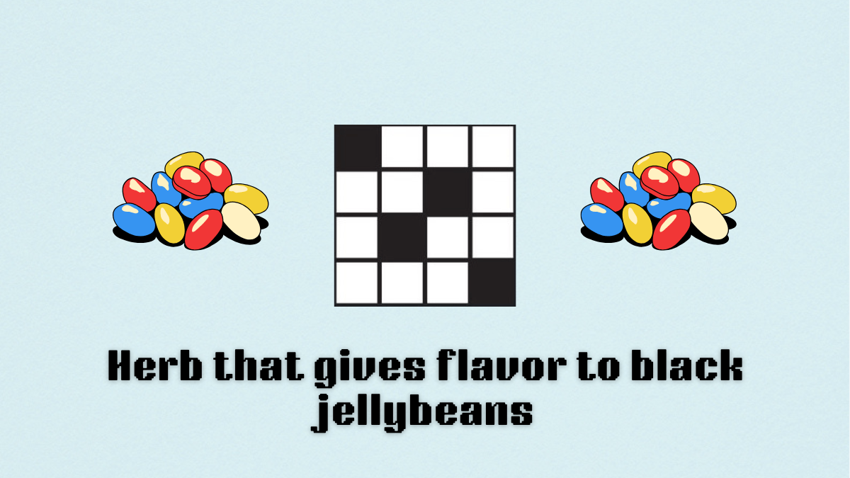 herb that gives flavor to black jellybeans with a crossword square