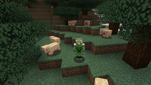 A player wearing a Creeper cape standing facing some Cold Pigs in a forest in Minecraft.